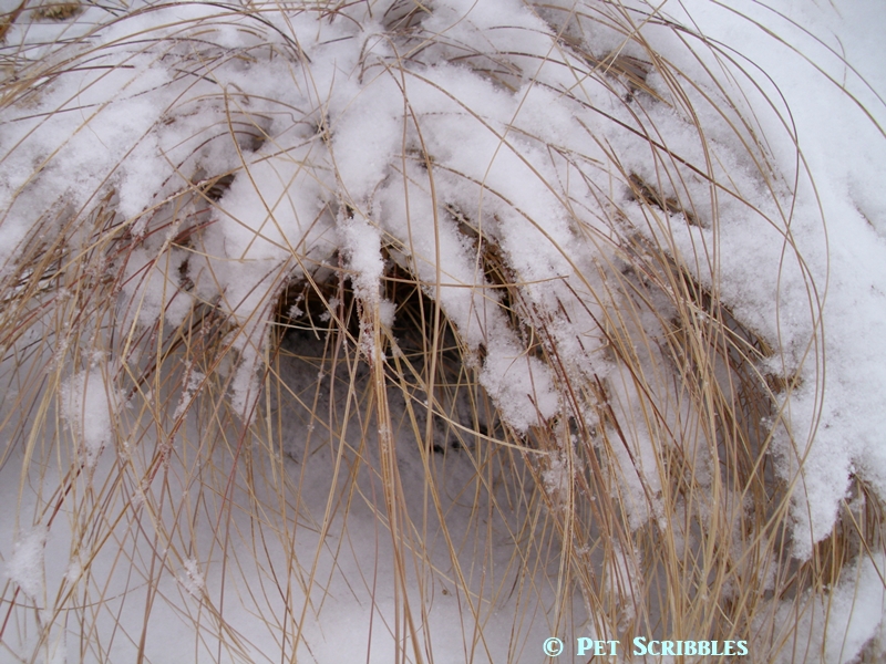 ornamental grass covered in snow