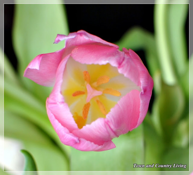 Pink-and-Yellow-Tulip