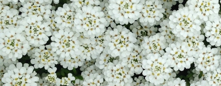 Candytuft: A garden must-have!