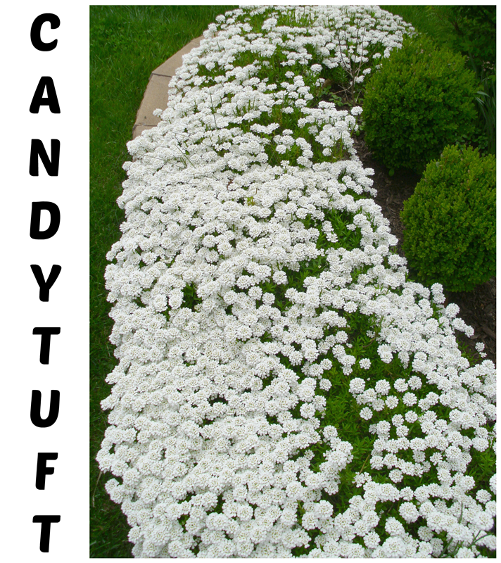 Candytuft: an evergreen perennial with masses of stunning white flowers in Spring!