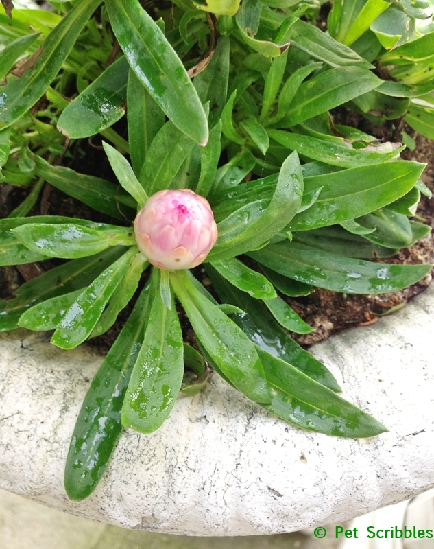 Strawflower in rain