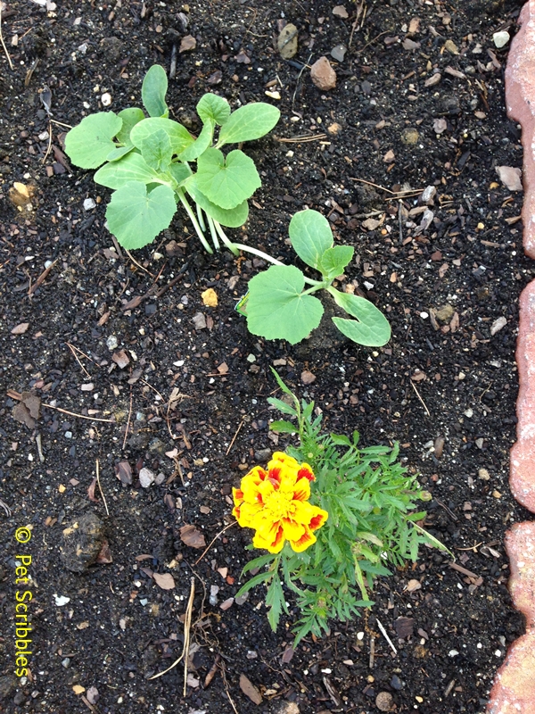 marigolds and pumpkins - newly planted