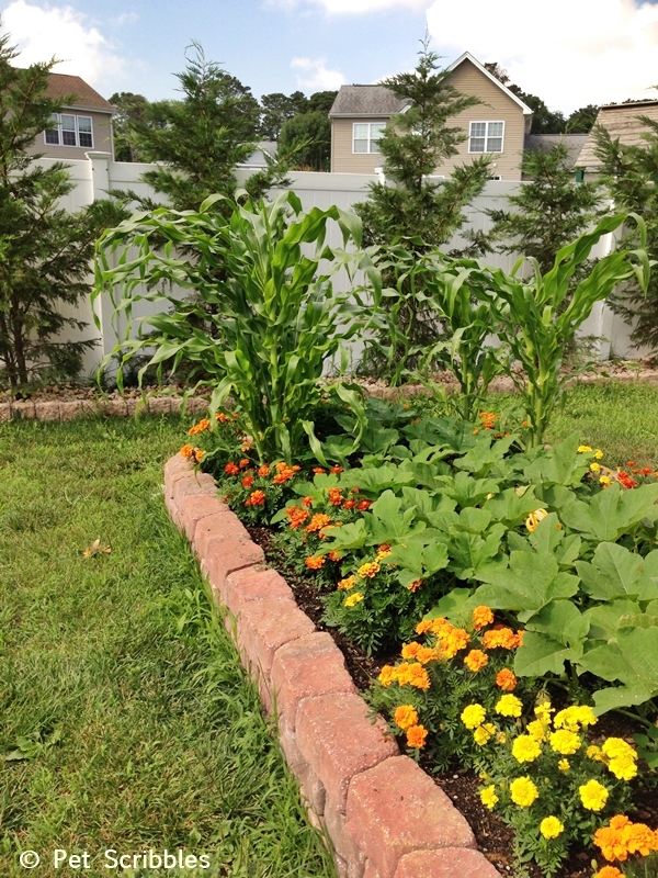 Vegetable Garden with Marigolds
