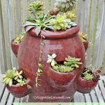 Planting Succulents in a Strawberry Pot