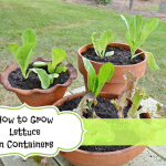 How to Grow Lettuce in Containers